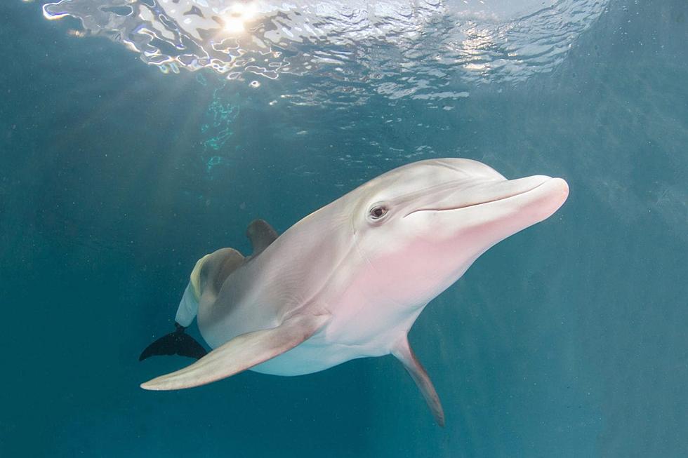Winter, of 'Dolphin Tale' Fame, Dies at Florida Aquarium
