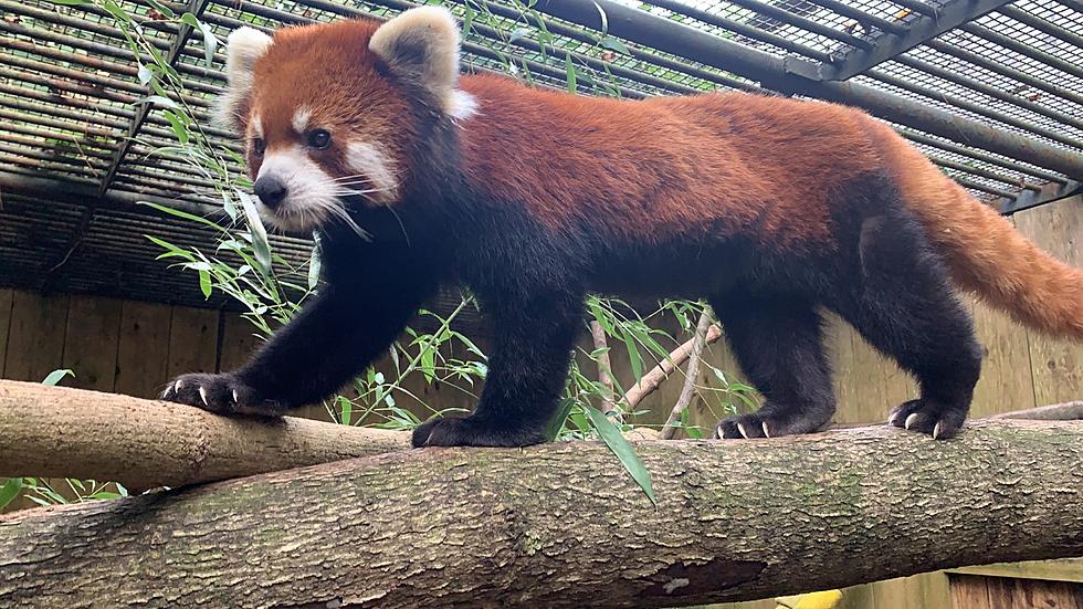 Utica Zoo Mourns Sudden And Shocking Death Of Its Red Panda Muse