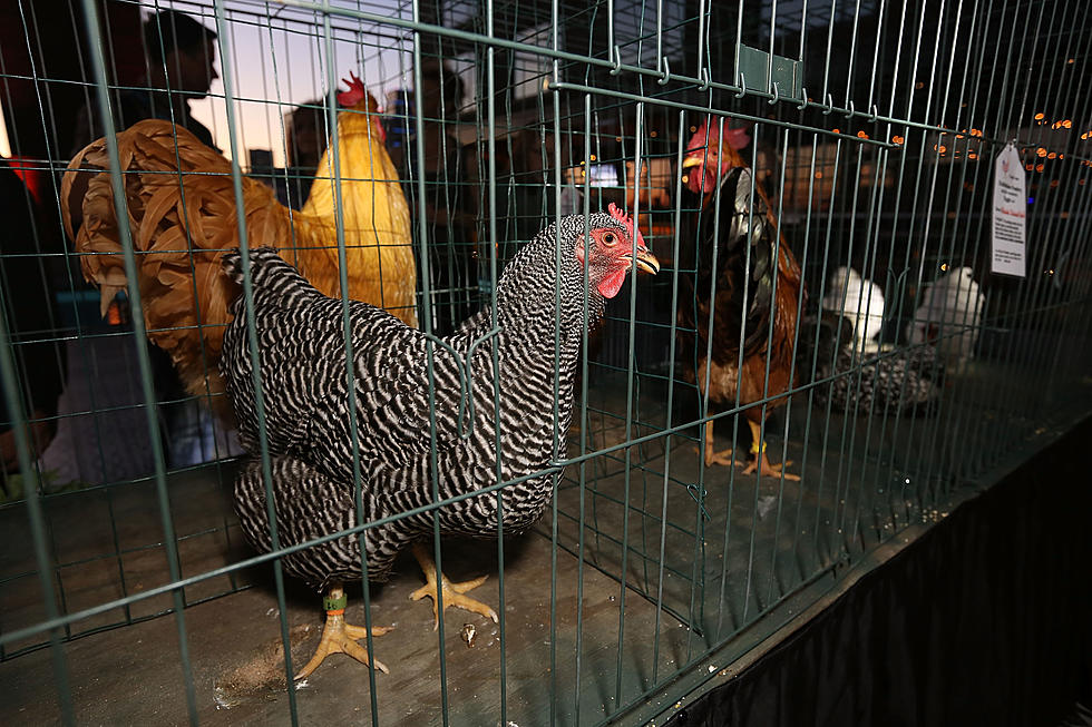 Plan to Allow Backyard Chickens and Fowl Farming Within Utica is Butchered