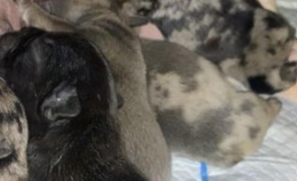 UPDATE: Video of French Bulldog Puppies Being Stolen from Utica Home