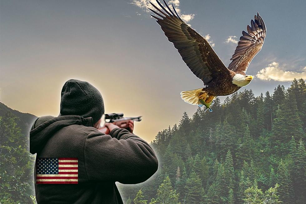 How Hunters May Unknowingly Harm This U.S. Symbol of Freedom 