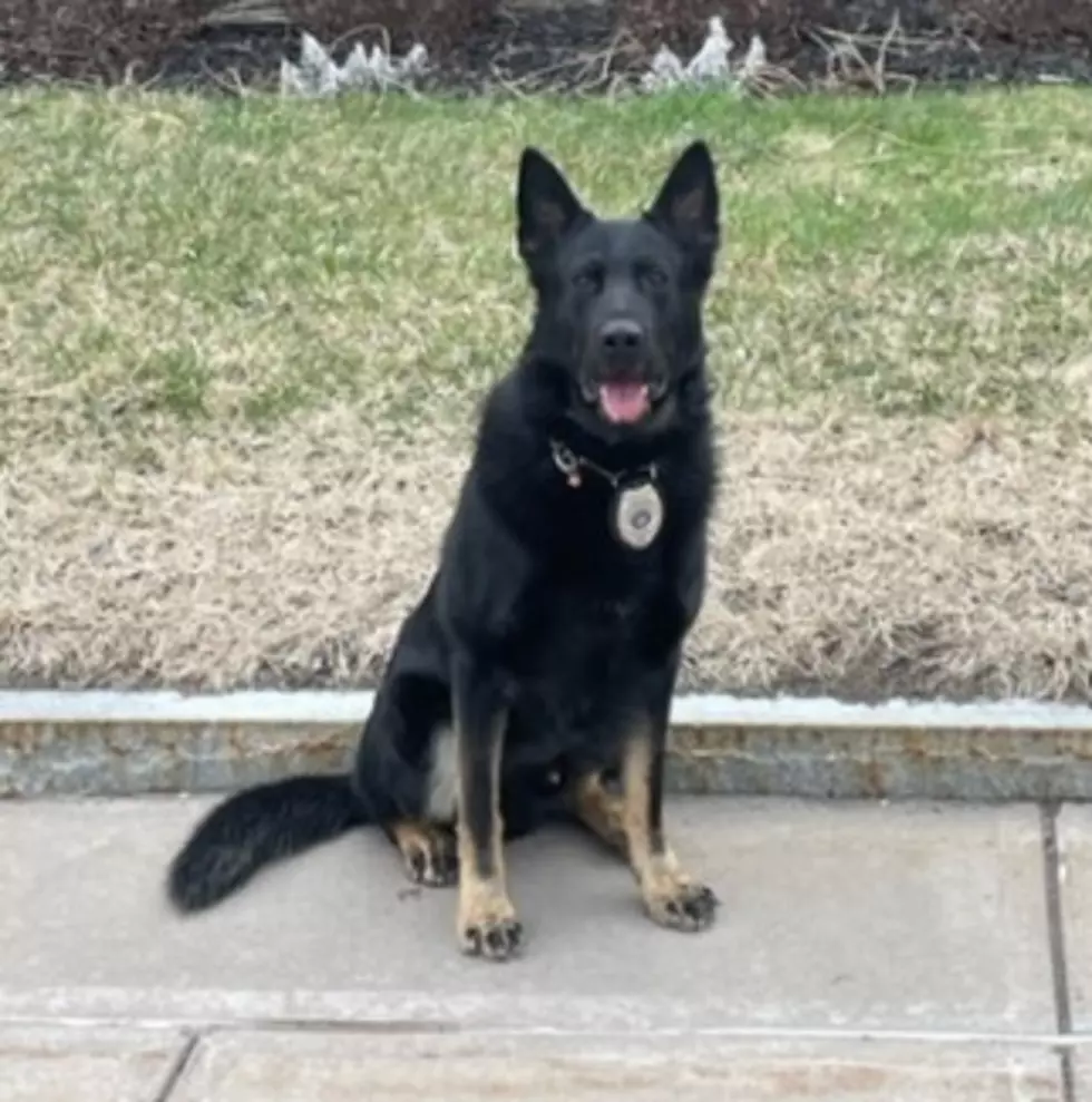 Vested In K9s, UPD Four-Legged Officer To Get New Protective Vest