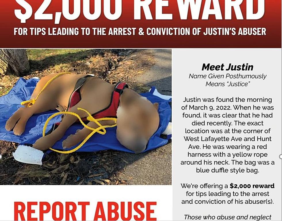 Police Are Looking for Justice for Justin, Dog Found in Syracuse