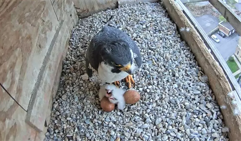 They’re Here, First Two Peregrine Falcon Chicks Of The Season Hatch In Utica