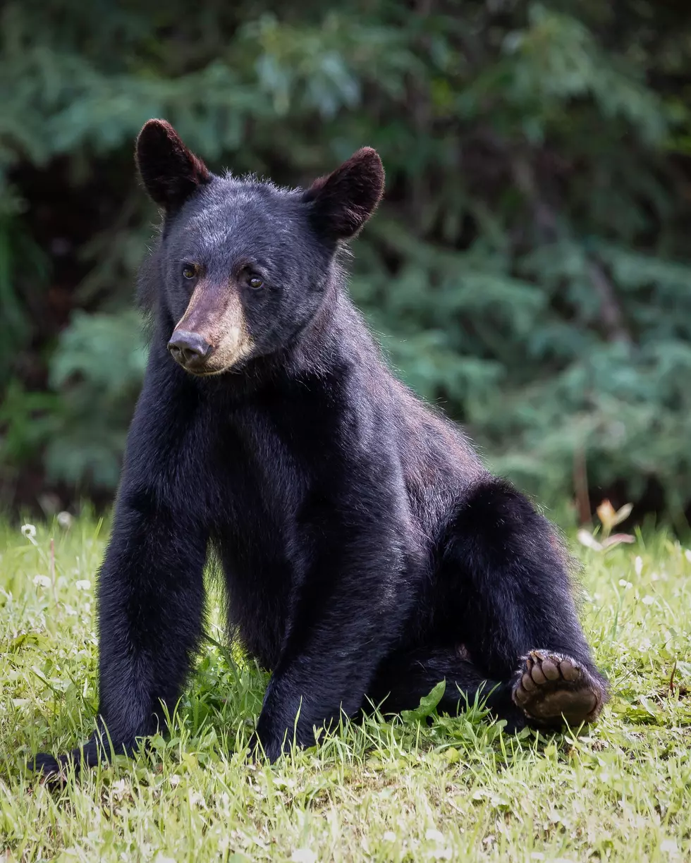 Star of ‘The Bear Whisperer’ Accused of Illegal Bear Kill