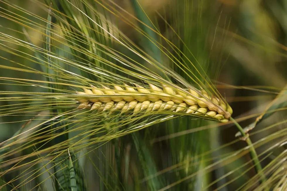 Field Of Barley