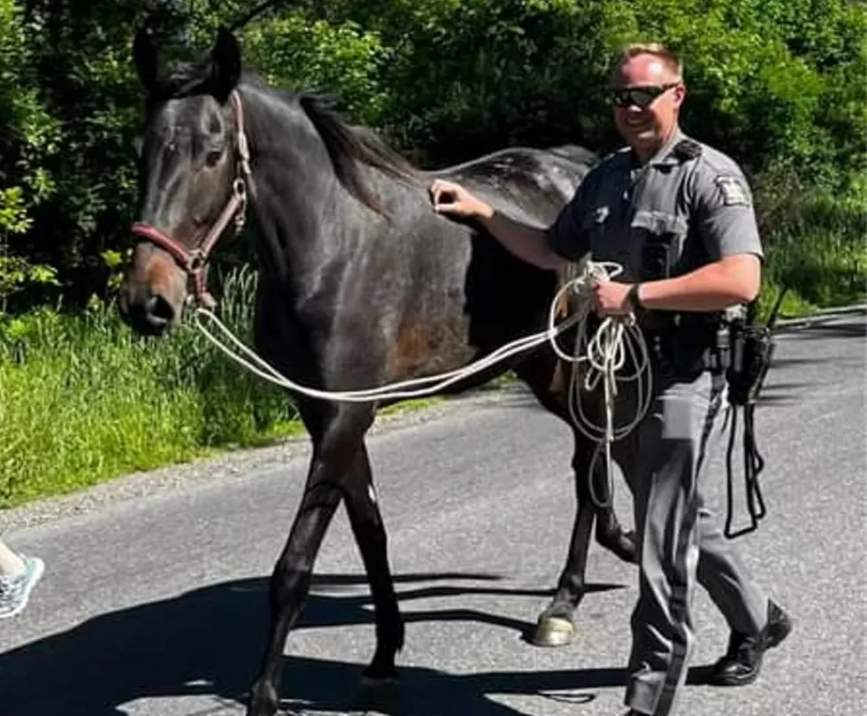 New York State Trooper: Knighton in Shining Armour After Capturing Horse