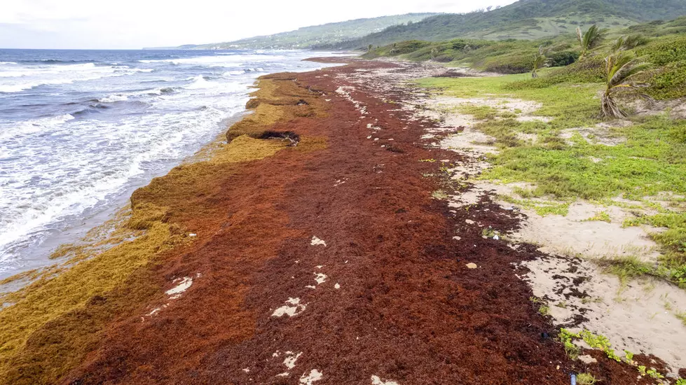 Record Amount of Seaweed is Choking Shores in the Caribbean