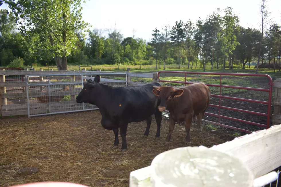 Cow Manure Smell Overpowering Your BBQ? Invite The Farmer!