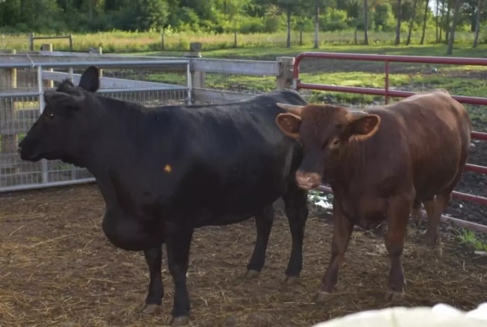 Animal Sanctuary Founder Charged After Allegedly Stealing Cows in Newfane