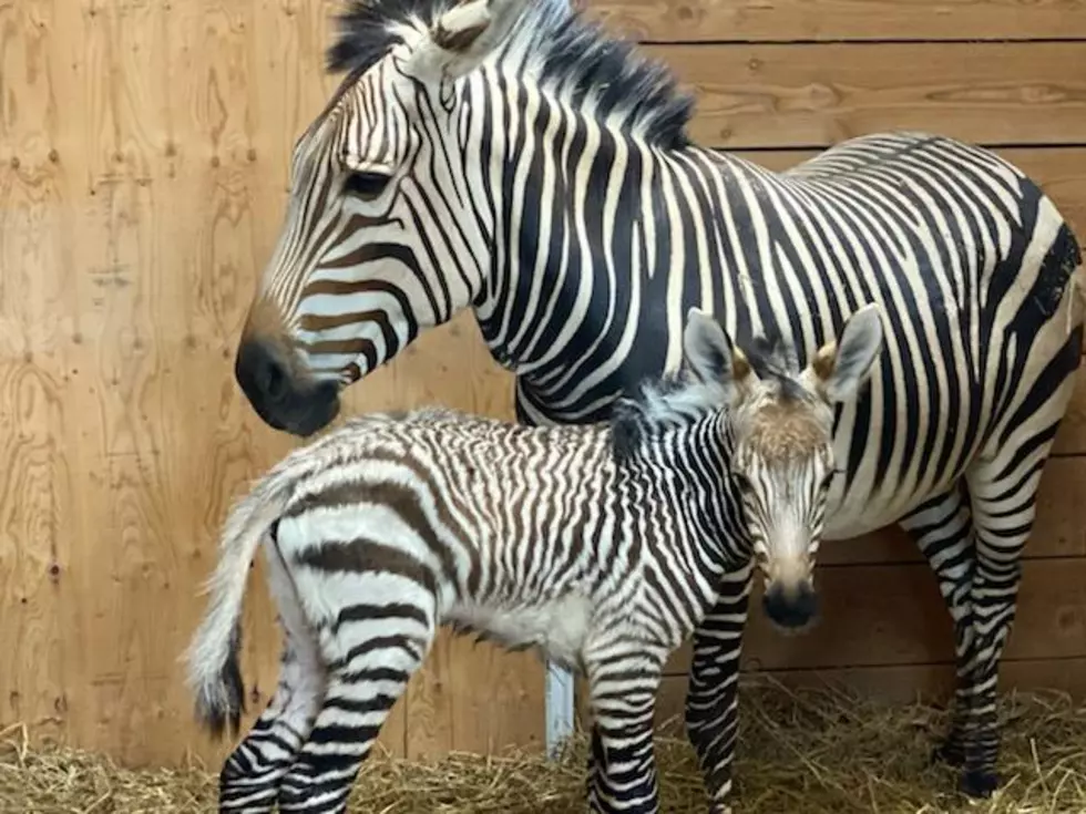 Oh Mama! Utica Zoo Celebrates Birth of Baby Zebra