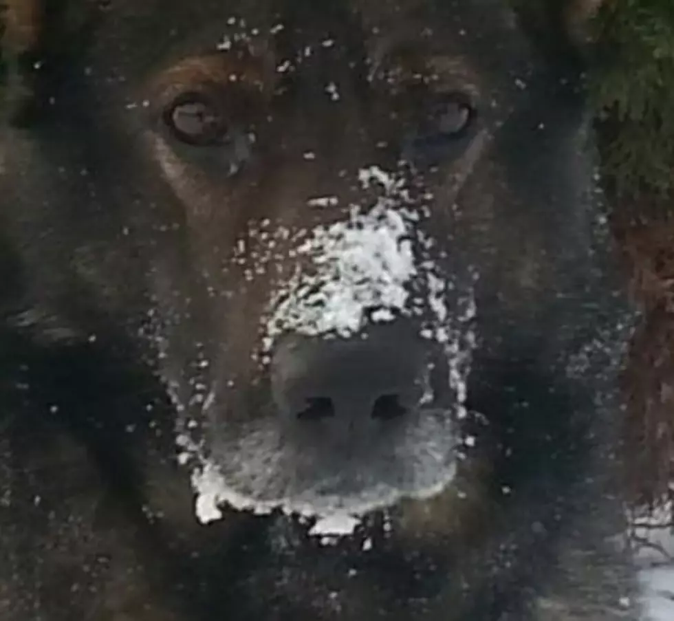 Onondaga County Sheriff’s Office K-9 Ciro Passes at the Age of 13