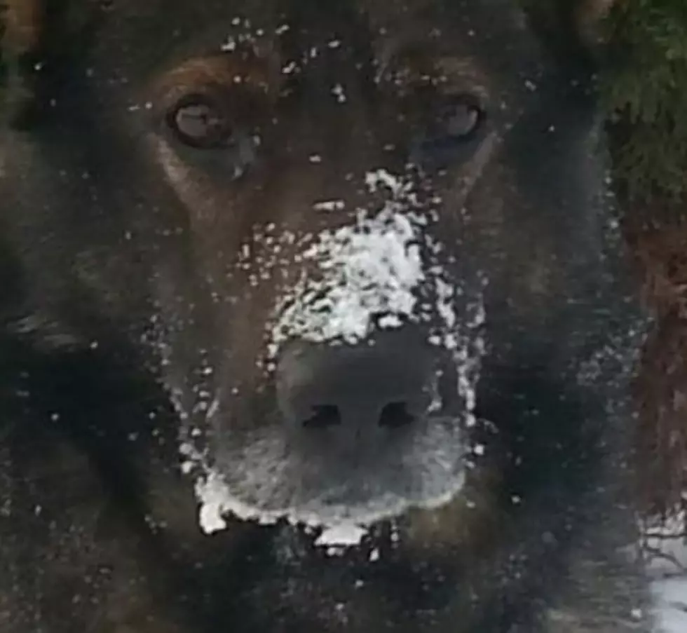 Onondaga County Sheriff's Office K-9 Ciro Passes at the Age of 13