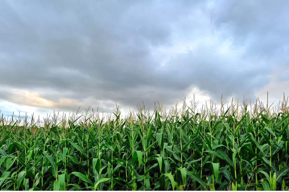 Upstate NY Farmer on New Policy: "The Whole Thing Is No Good''