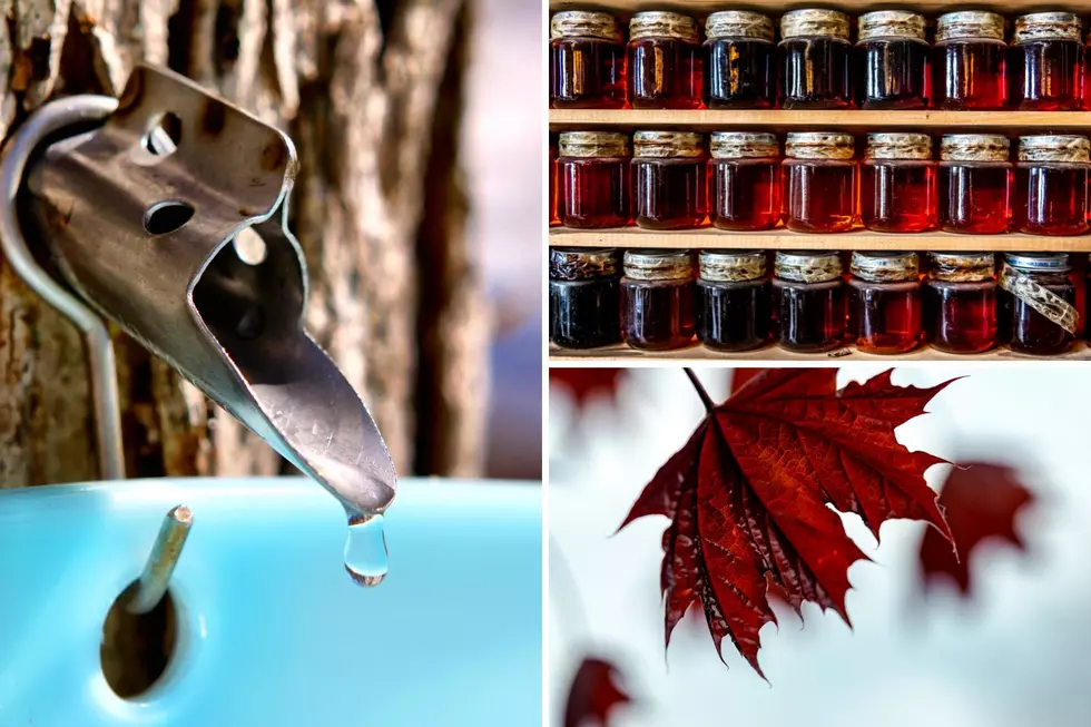Oneida Nation&#8217;s Next Endeavour: Maple Syrup