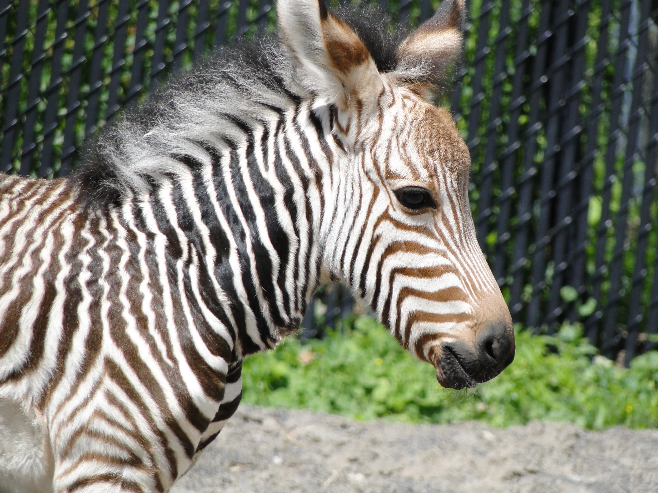 Utica Zoo Welcomes You To Meet New Baby, Zara.