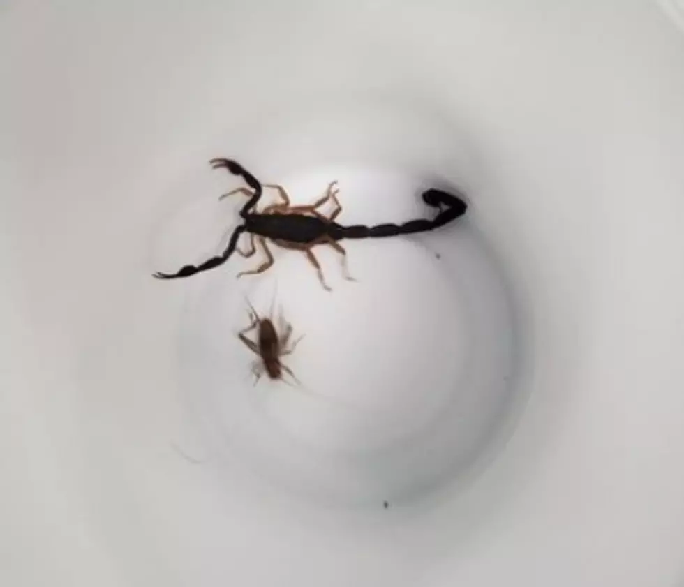 Scorpion at this School: CNY Kitchen Staff Capture Creature