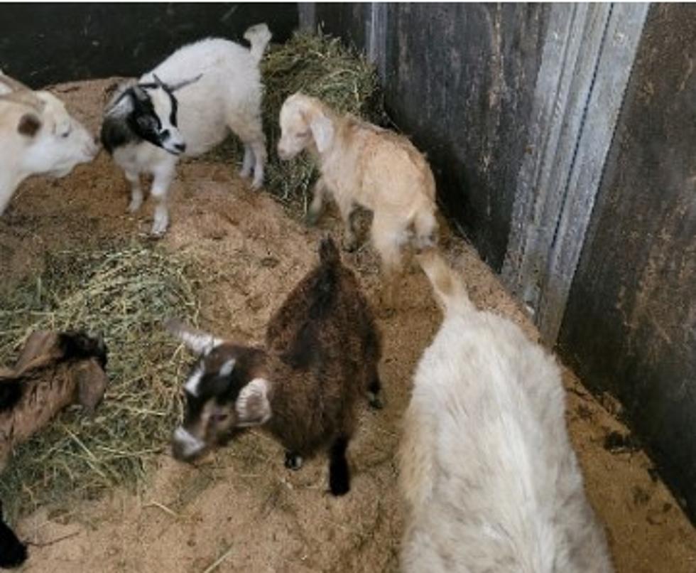 Hoarding Goats? Authorities Remove 80 Goats From CNY Property
