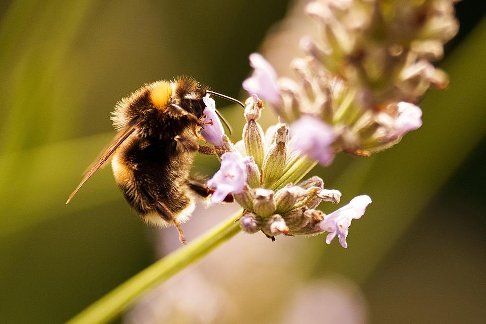 Central NY University&#8217;s Breakthrough Bee Research Triggers Rapid Industry Change