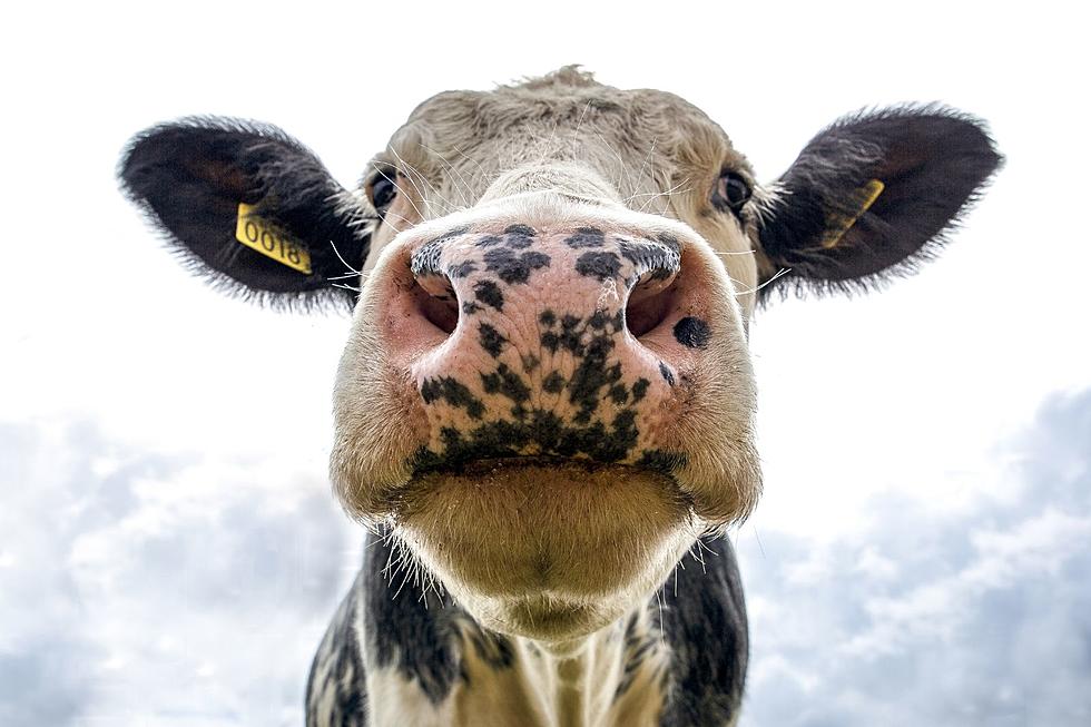 Upstate Cows Go From Mooing to Booing New Yorkers Who Can&#8217;t Pass This Diary Quiz
