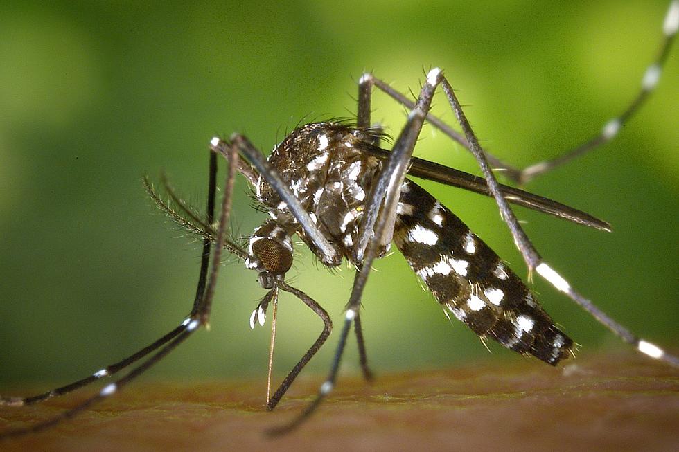 CNY Mosquitos Test Positive For Rare Disease That Can Cause Death