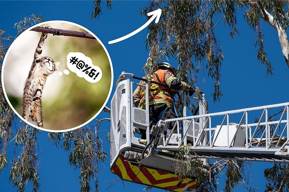 It Actually Happened: Foolish Cat Stuck in Tree Heroically Rescued by Central NY Firefighters