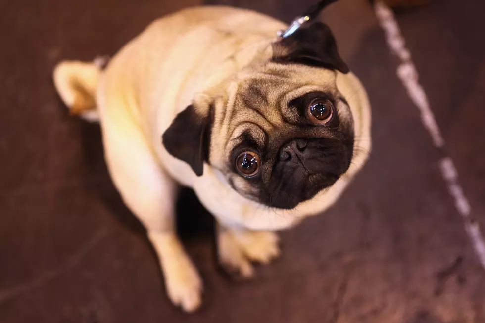Best In Show Announced At Crufts