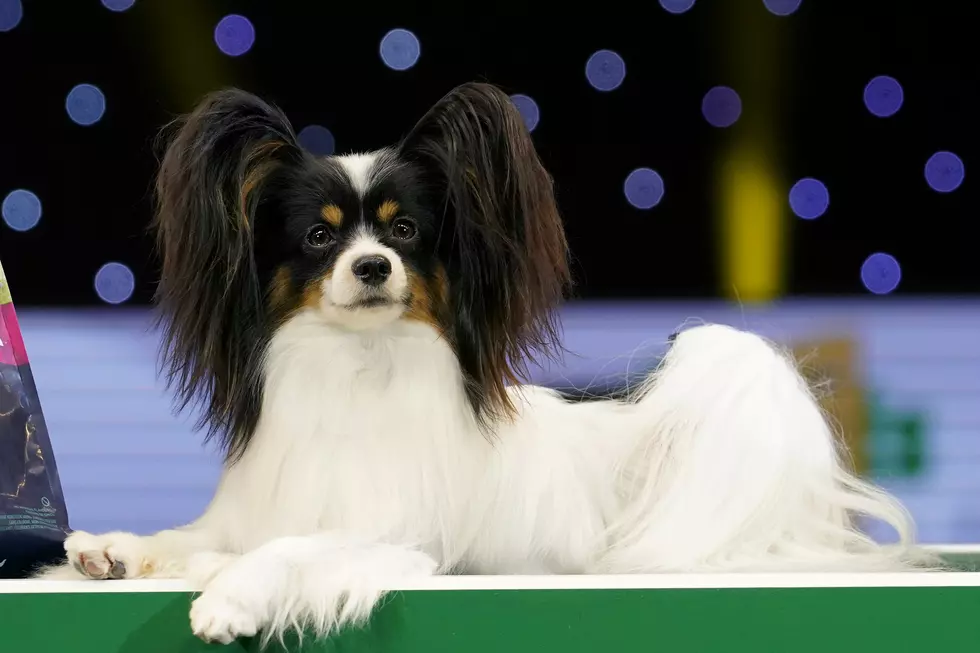 Best in Show – Crufts 2019