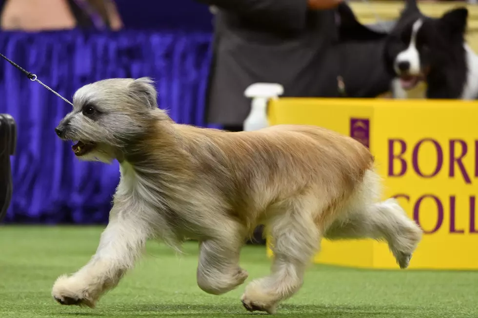 147th Annual Westminster Kennel Club Dog Show Presented by Purina Pro Plan