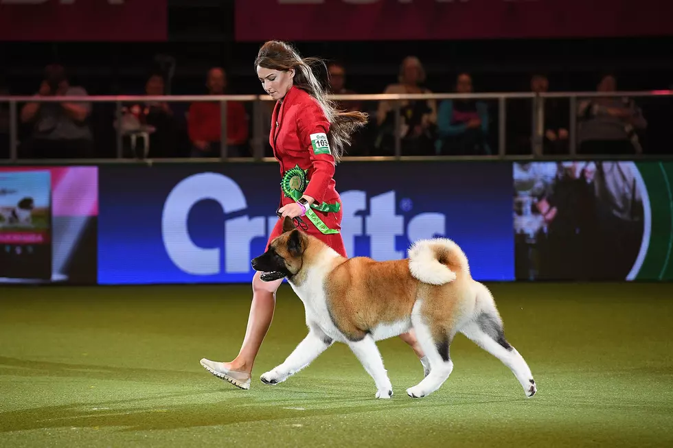 2018 Crufts Dog Show Day Four - Best In Show