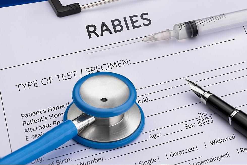 Potential Rabies Outbreak Reported in This Upstate New York Town