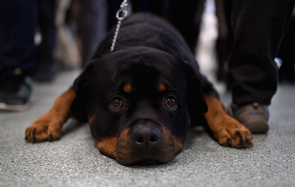 These Are New York State’s Most Popular Dog Names of 2023