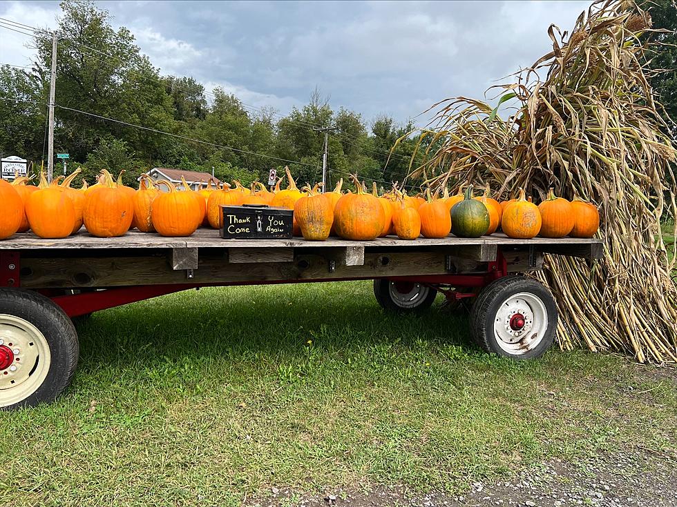 Amid Surging Thefts, Family-Owned Farm Urges Support of Upstate New York Farms