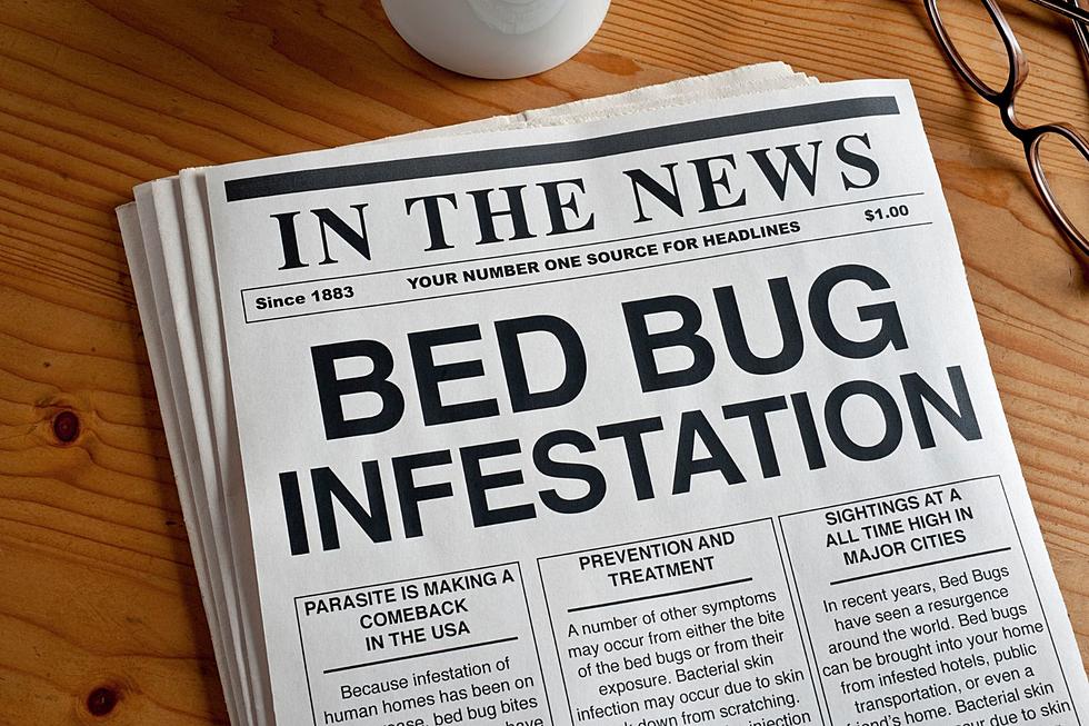 Pest Expert Warns “Very Real Risk” of Horrific Bed Bug Invasion in New York