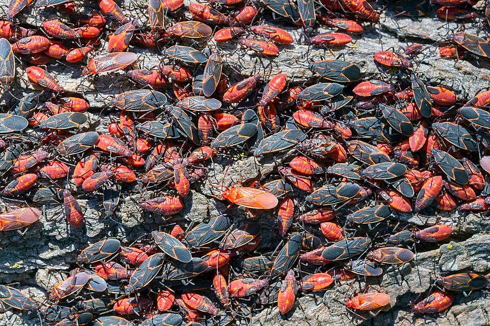 Watch Out! These Disgusting Bugs Can Infest Cars in Central New York