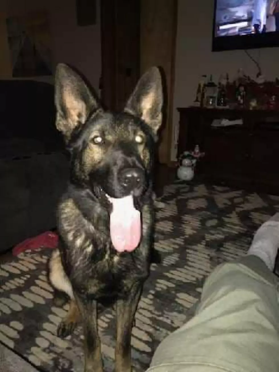 Photo Courtesy of Utica Police via Facebook