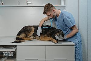 Mysterious Dog Illness Spreading Nationwide: Are There Any Cases In New York?
