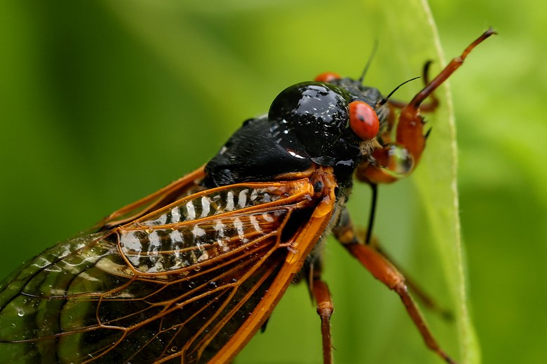 Should New York Worry about the Super Rare Cicada 