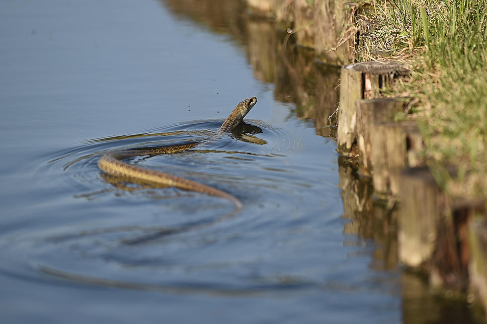 These Are the 5 Most Snake-Infested Lakes in New York