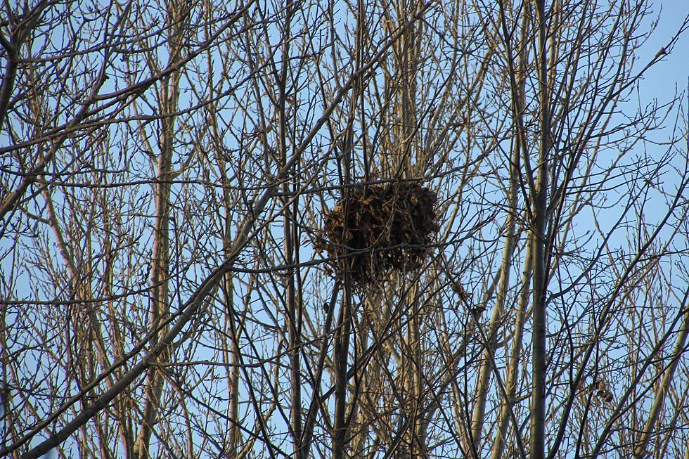 See a Big Ball of Leaves in Your Tree in New York? This Is What It Is