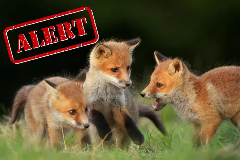 Deadly Avian Flu Spreading to Foxes in Central New York