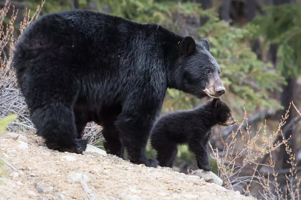 New York’s Largest Black Bear on Record Weighed This Much