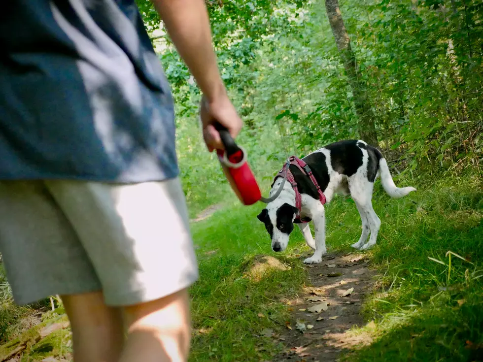 Mastering Manners: The CNY Guide to Dog Walking Etiquette