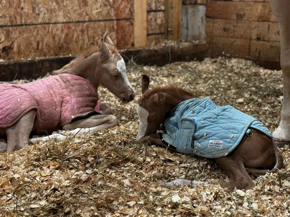 Meet the “One in a Million” Twin Foals Born in Central New York