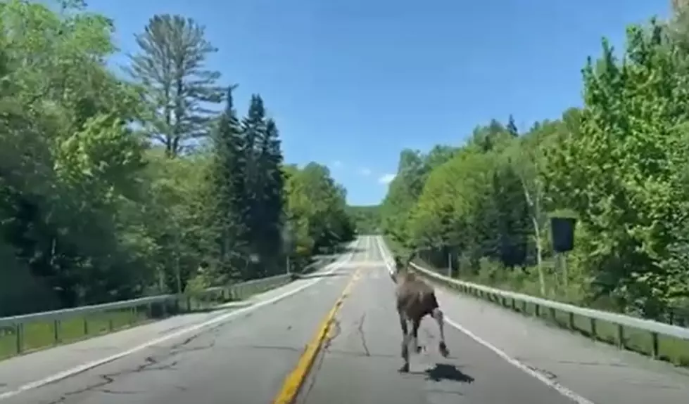 Memorial Day Moose Seen Galloping on Upstate New York Highway