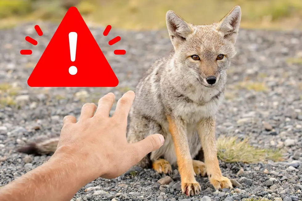 Rabid Fox Reported in Upstate New York, One Exposed to Rabies