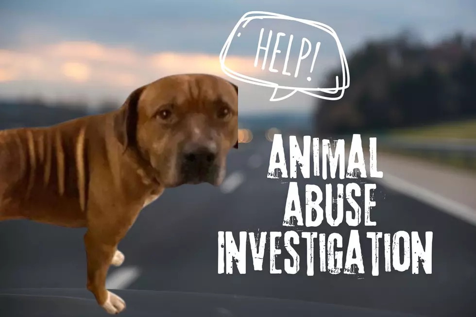 Animal Cruelty: New York Police Seek Individual Who Castrated Defenseless Dog