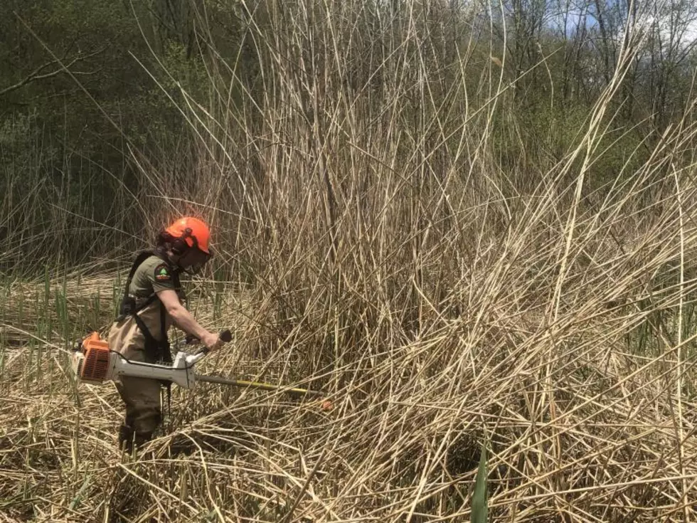 Courtesy NYS Department of Conservation Forest Rangers