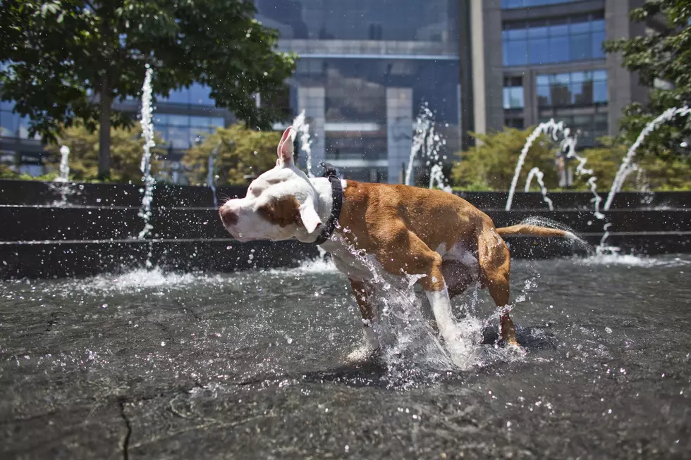 Here’s How to Keep Your Pets Safe from Central New York’s Deadly Heat Wave