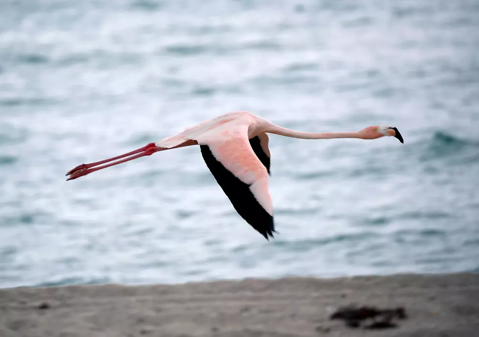 Flamingos Are Now Showing up in New York State